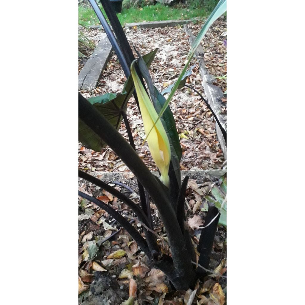 Taaro Black Stem