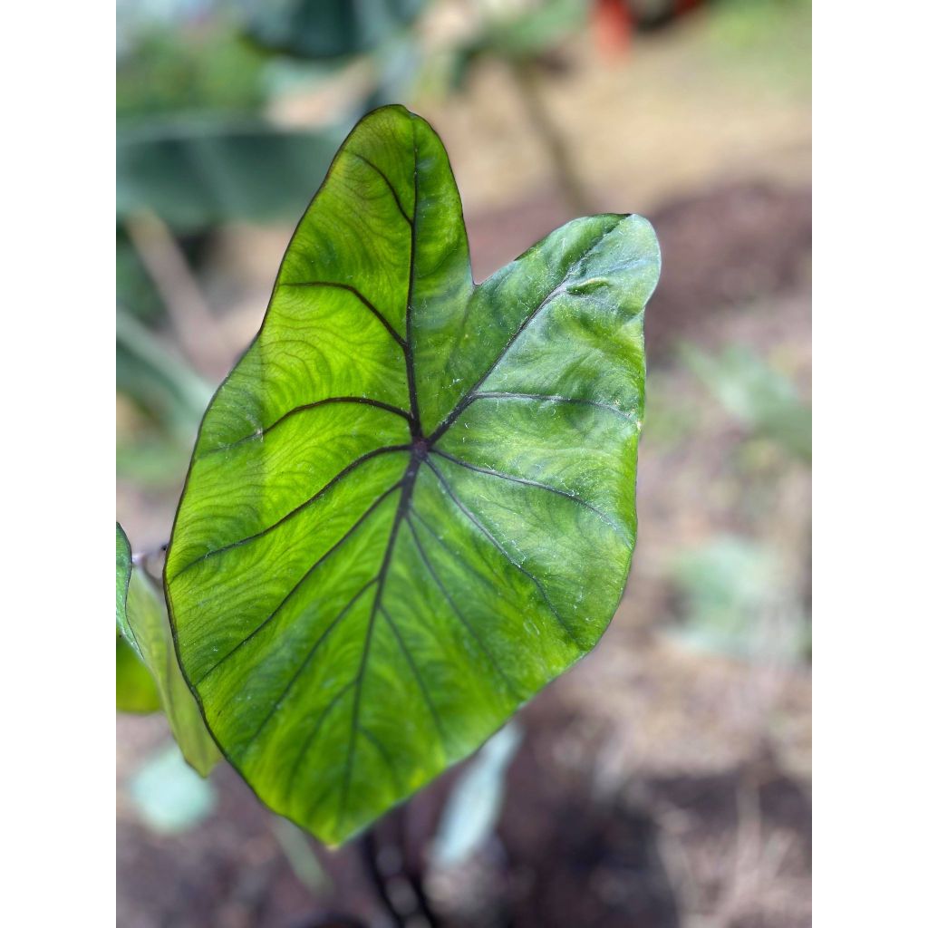 Taaro Black Stem