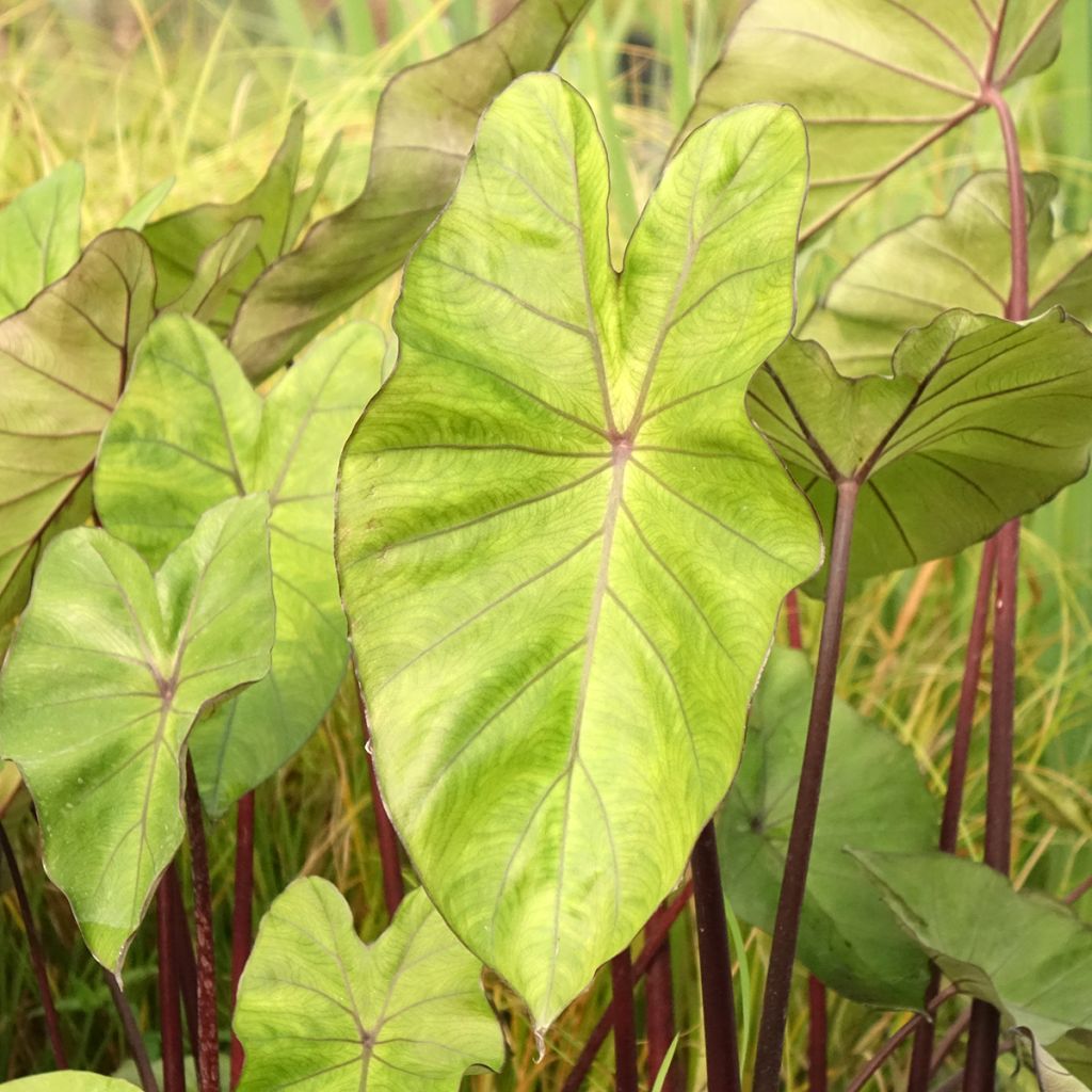 Taaro Fontanesii
