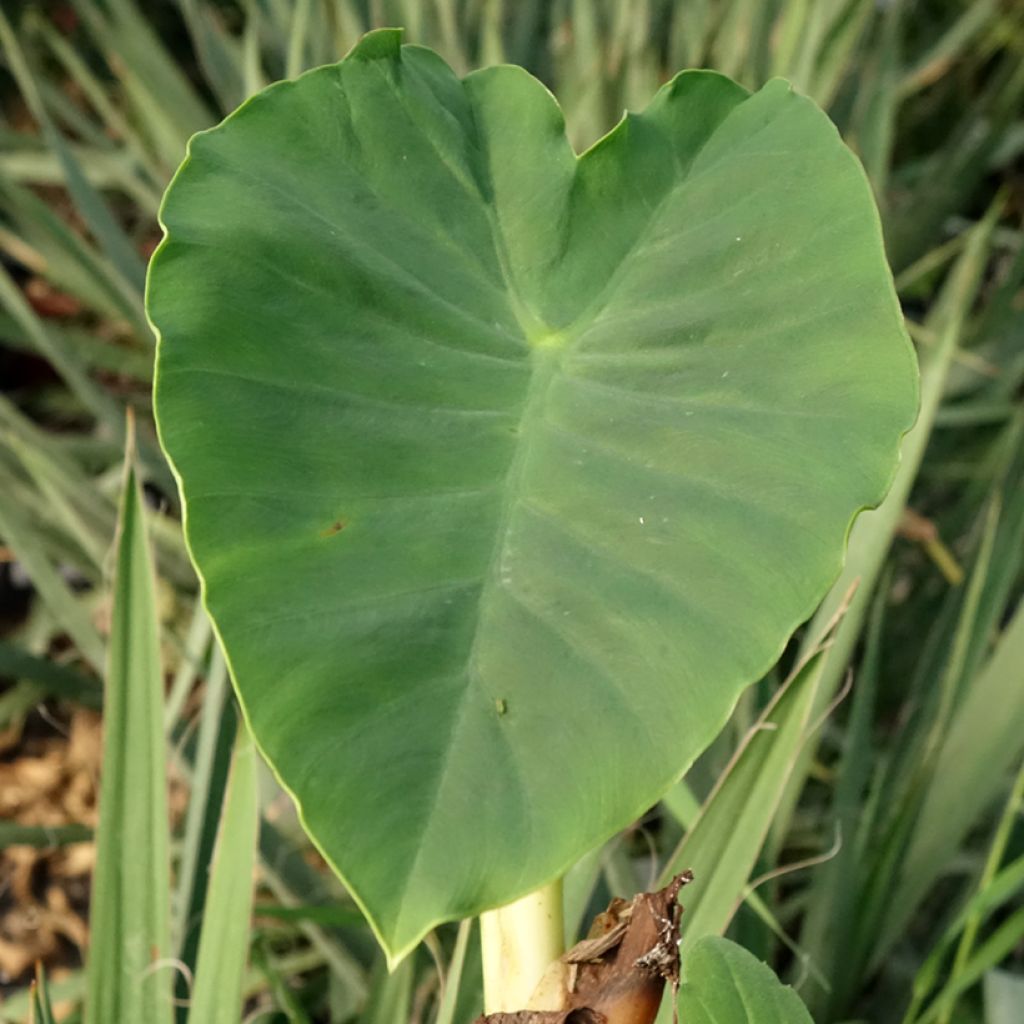 Taaro Jack's Giant