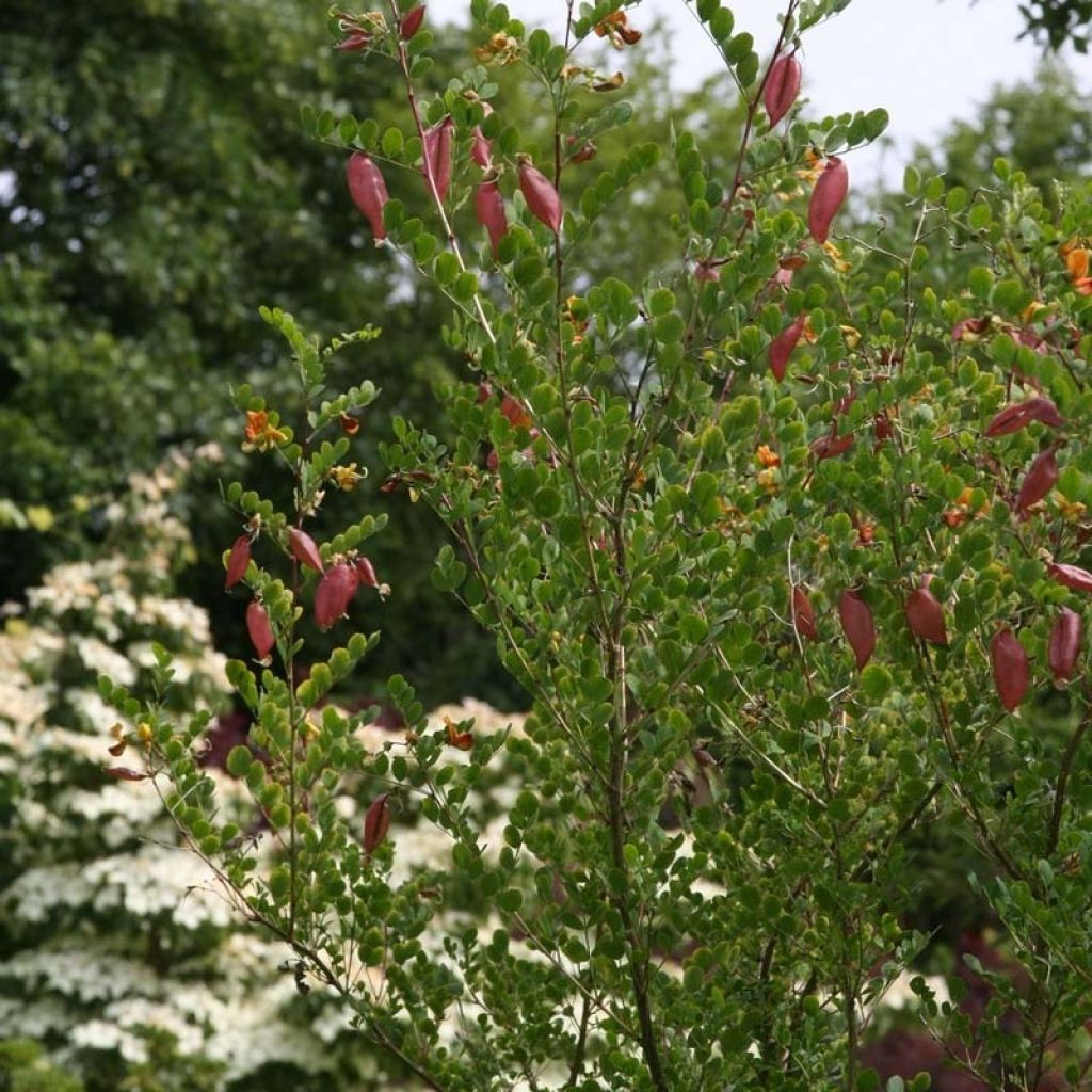 Keltarakkopensas - Colutea arborescens