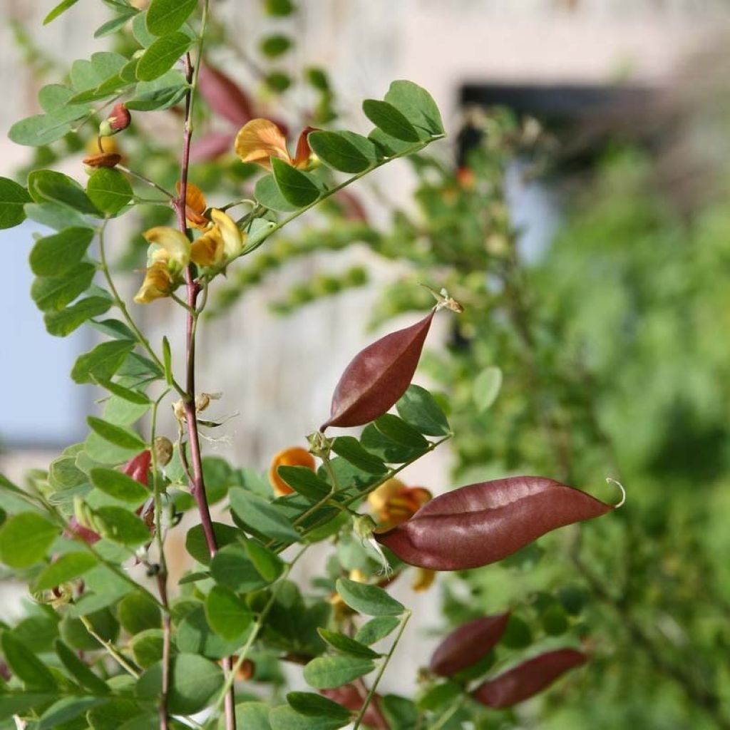 Keltarakkopensas - Colutea arborescens