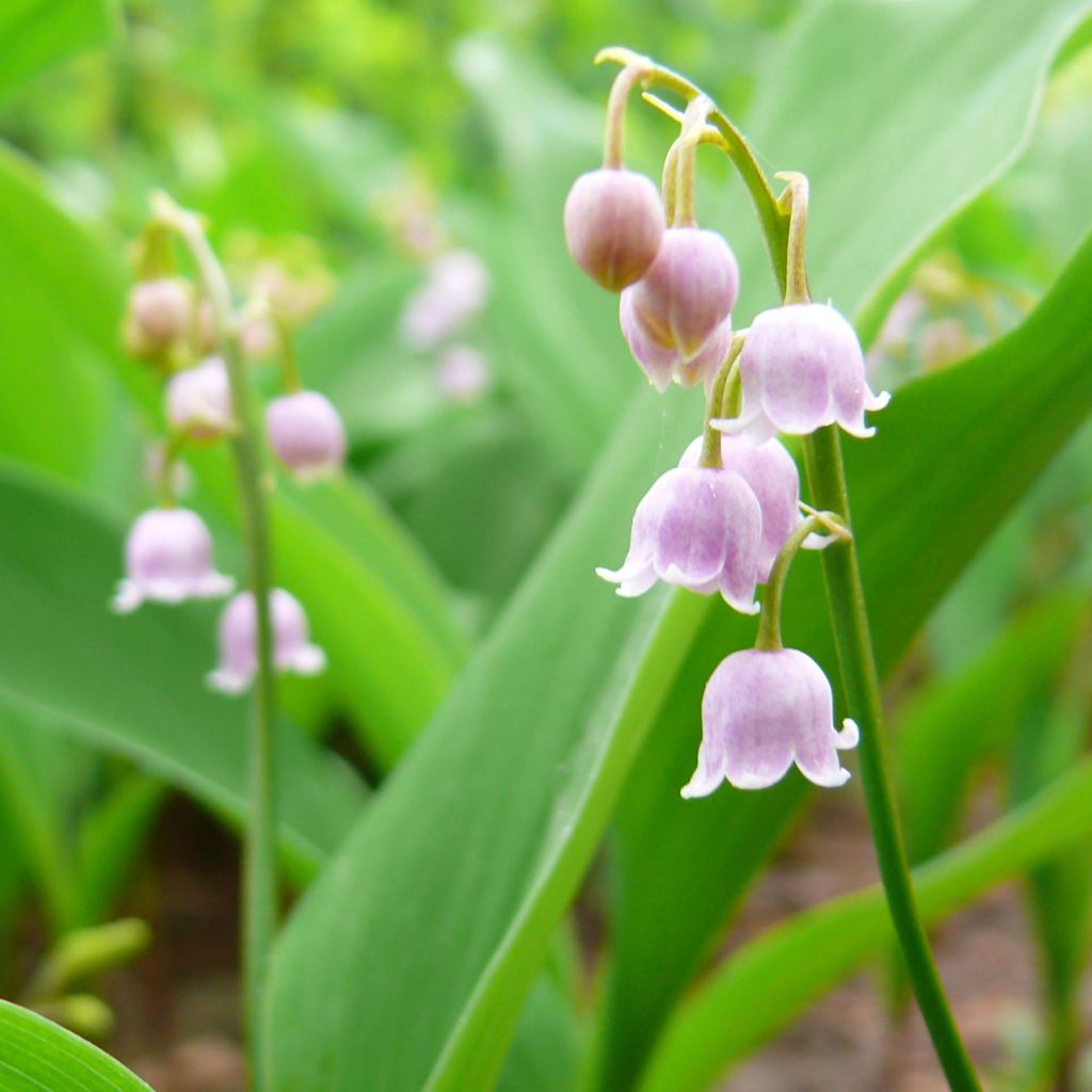 Kielo Rosea