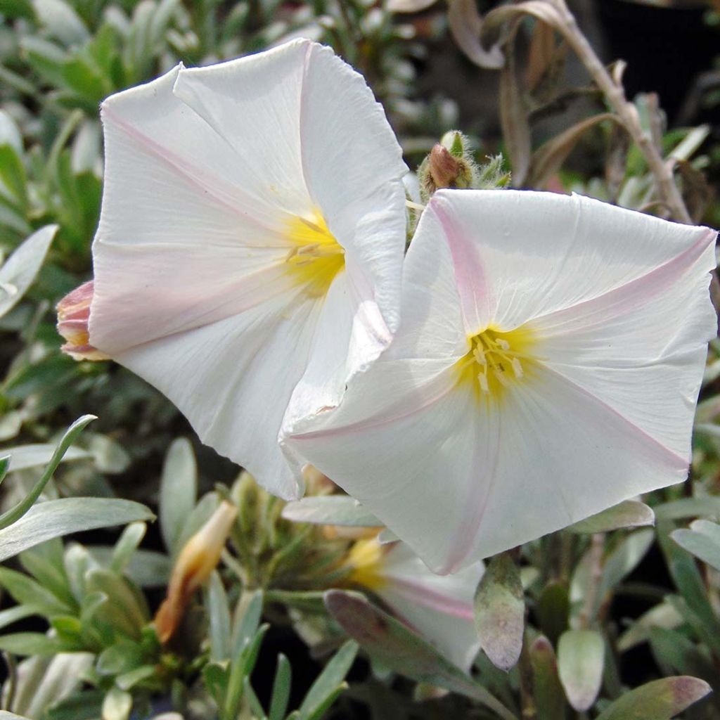 Silkkikierto - Convolvulus cneorum