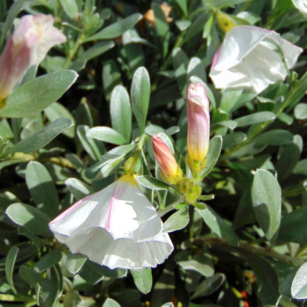 Silkkikierto - Convolvulus cneorum