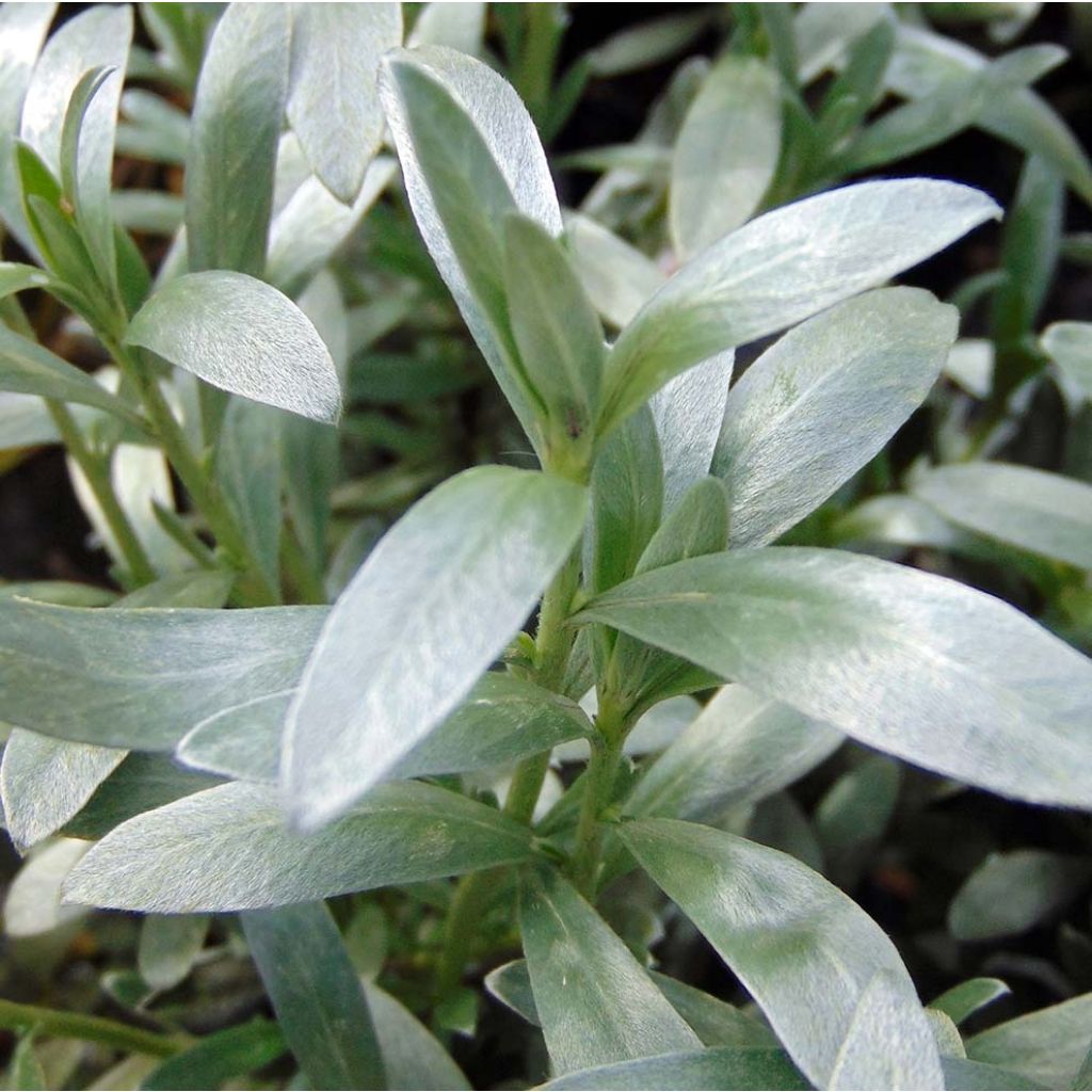 Silkkikierto - Convolvulus cneorum