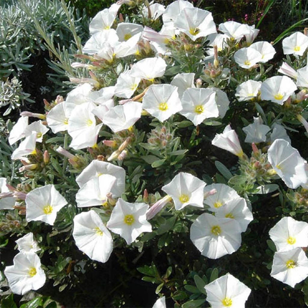 Silkkikierto - Convolvulus cneorum