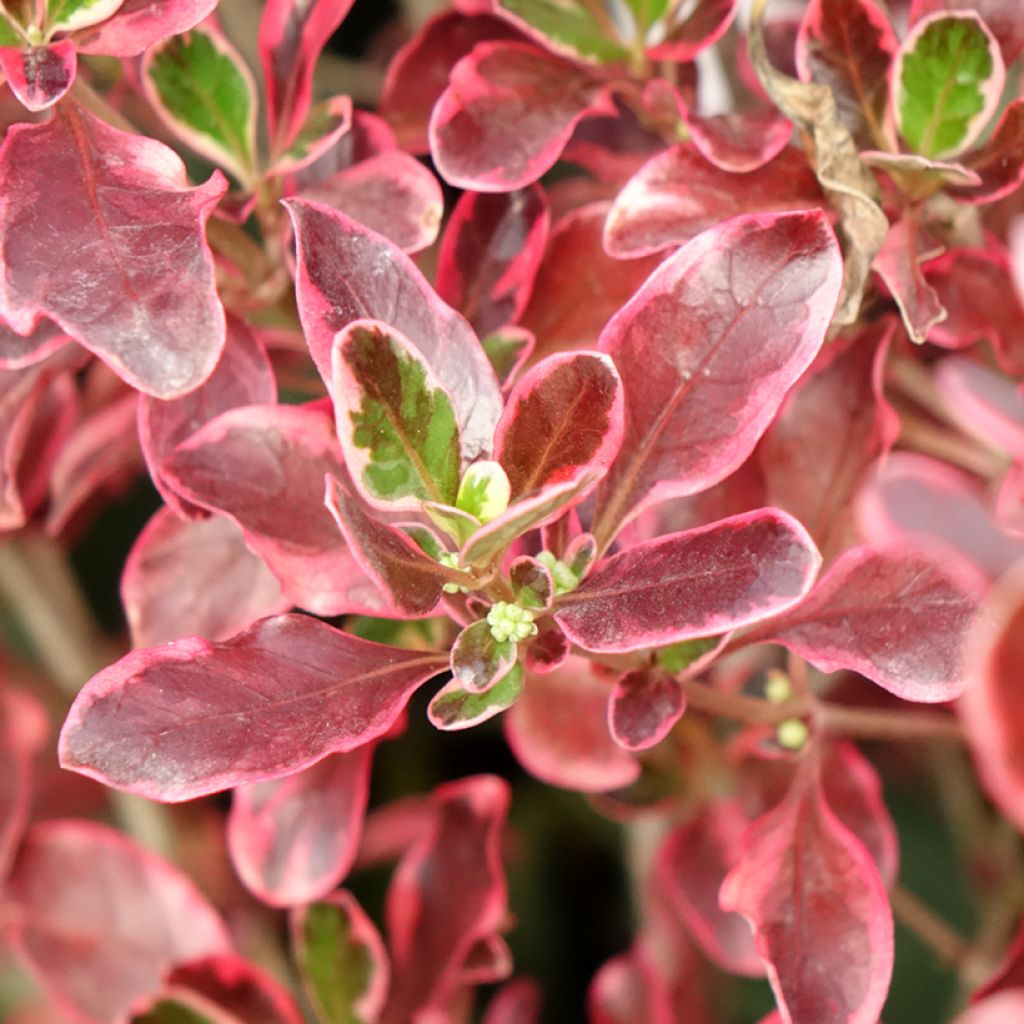 Koprosma Eclipse
