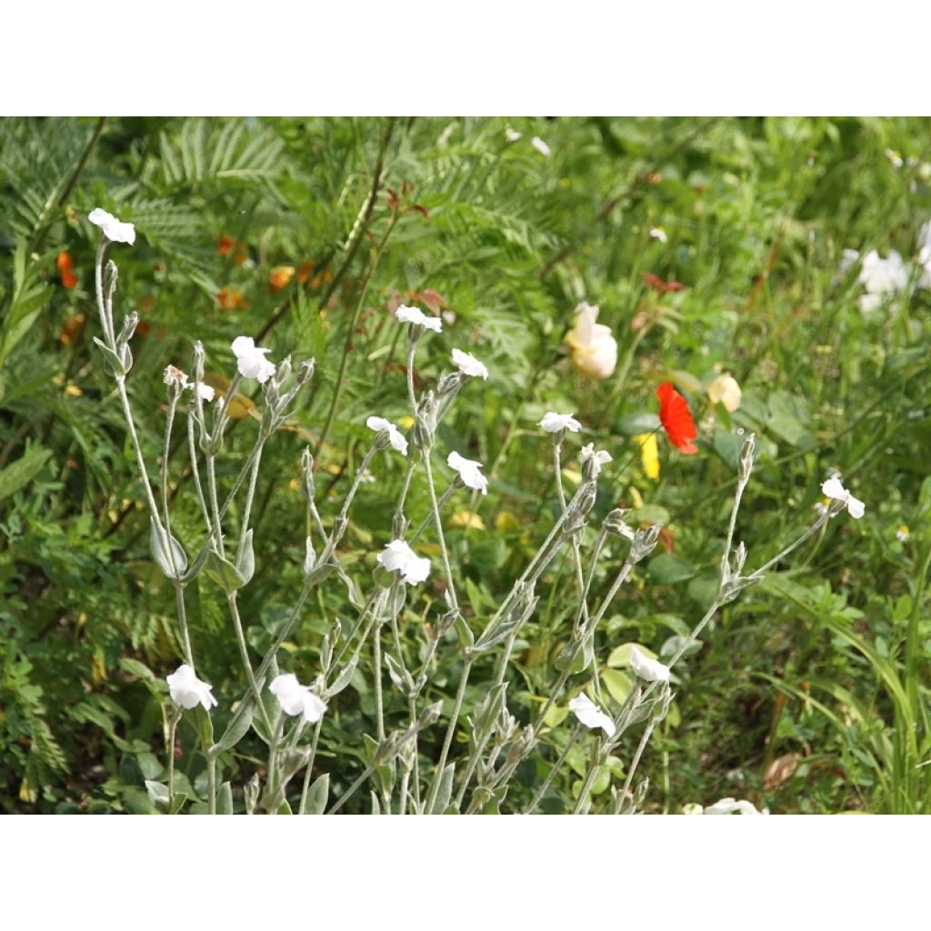Harmaakäenkukka Alba