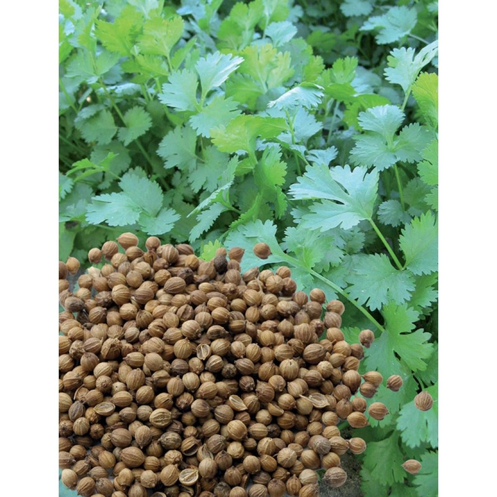 Korianteri Small seeds luomu taimena