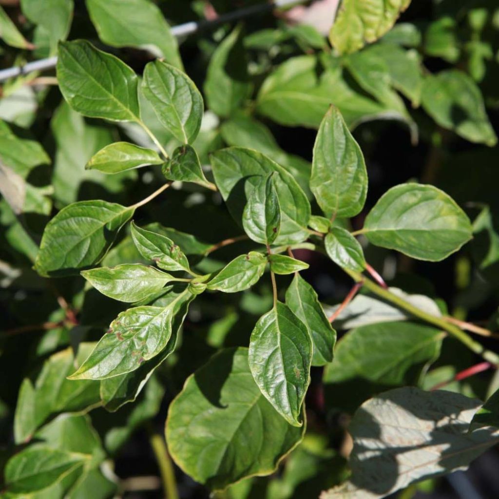 Lännenpagodikanukka - Cornus alternifolia