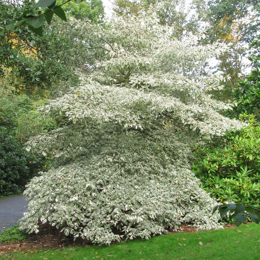 Idänpagodikanukka Variegata