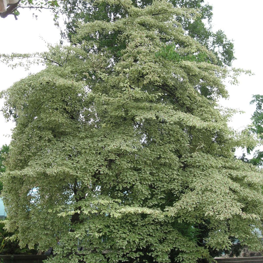 Idänpagodikanukka Variegata