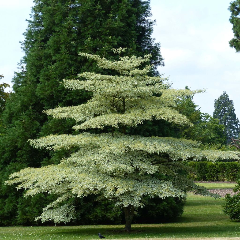 Idänpagodikanukka Variegata