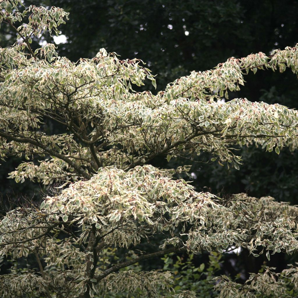 Idänpagodikanukka Variegata