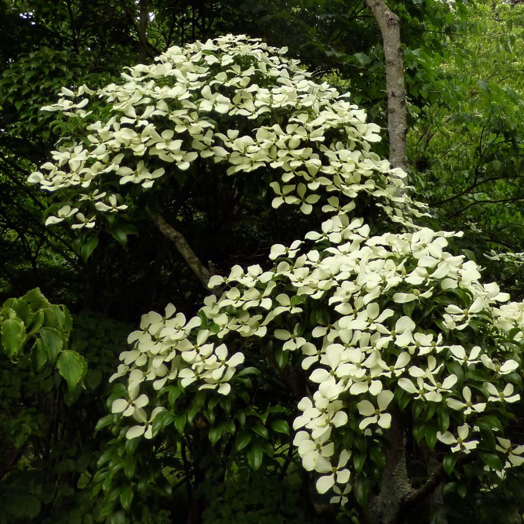 Liljakanukka - Cornus hongkongensis