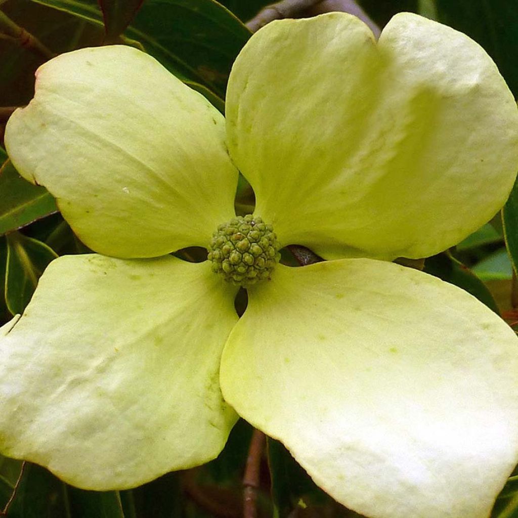 Liljakanukka - Cornus hongkongensis