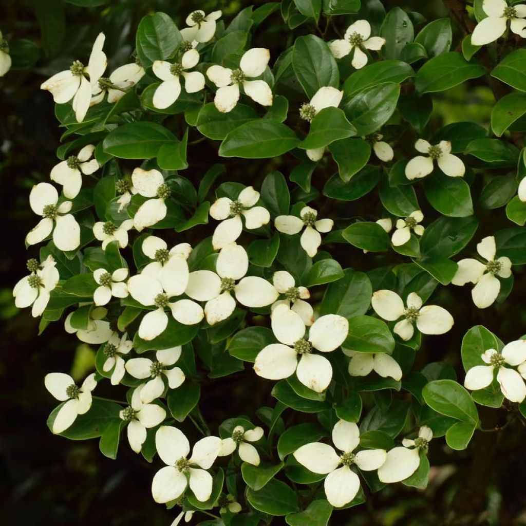 Liljakanukka - Cornus hongkongensis