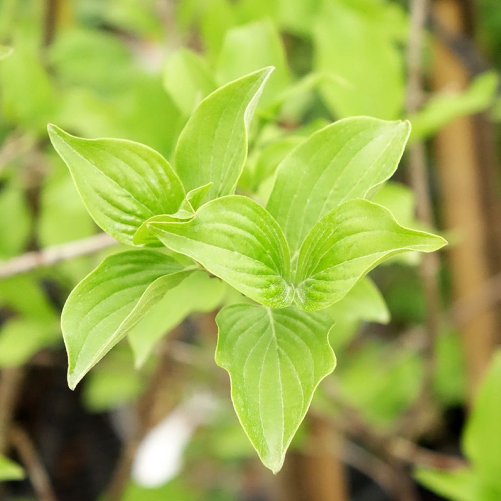 Punamarjakanukka Flava