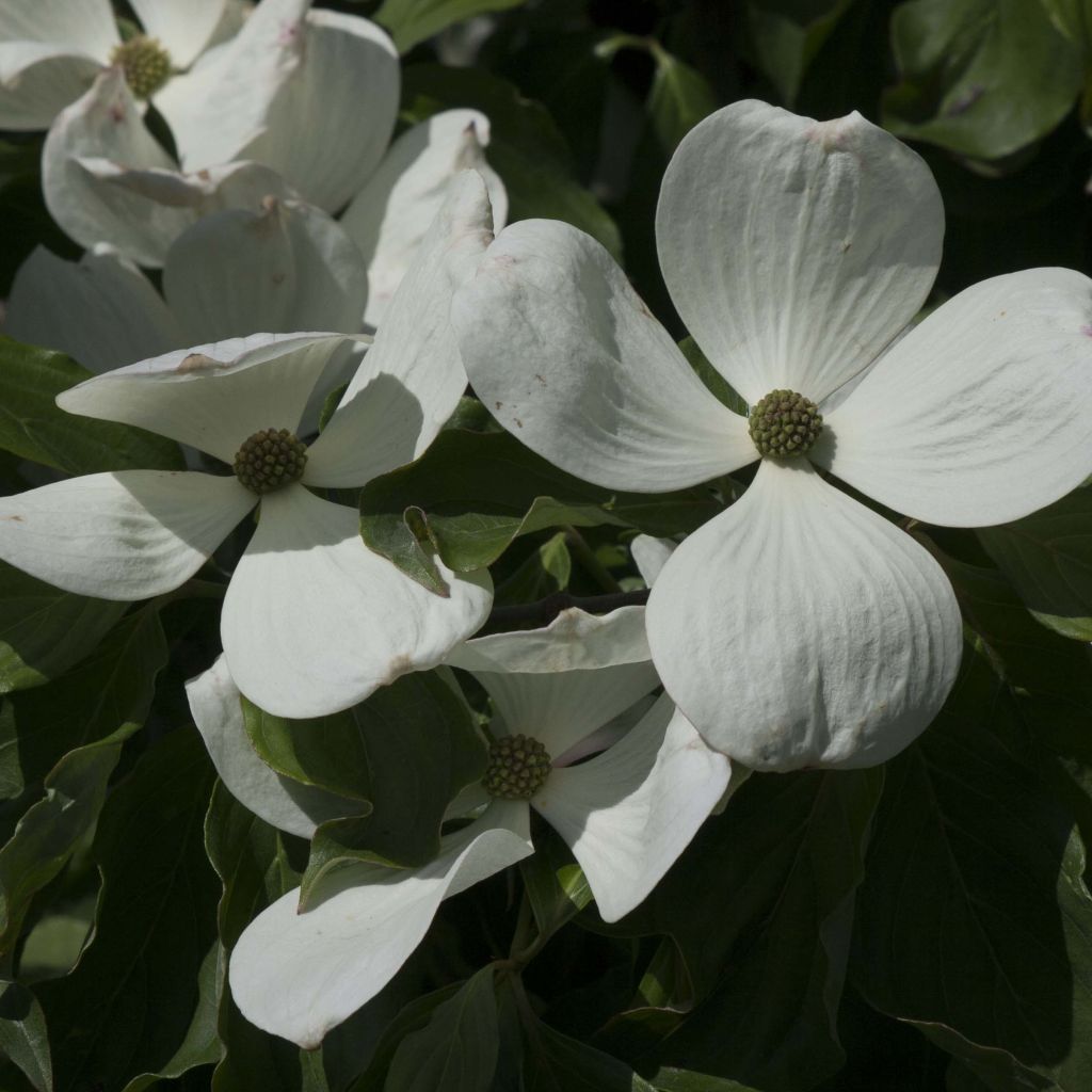 Liljakanukka Venus