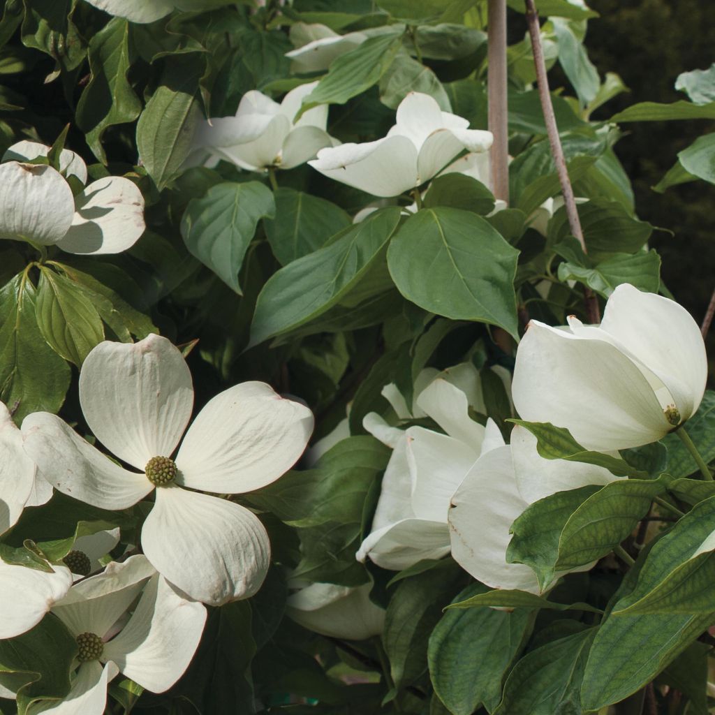 Liljakanukka Venus