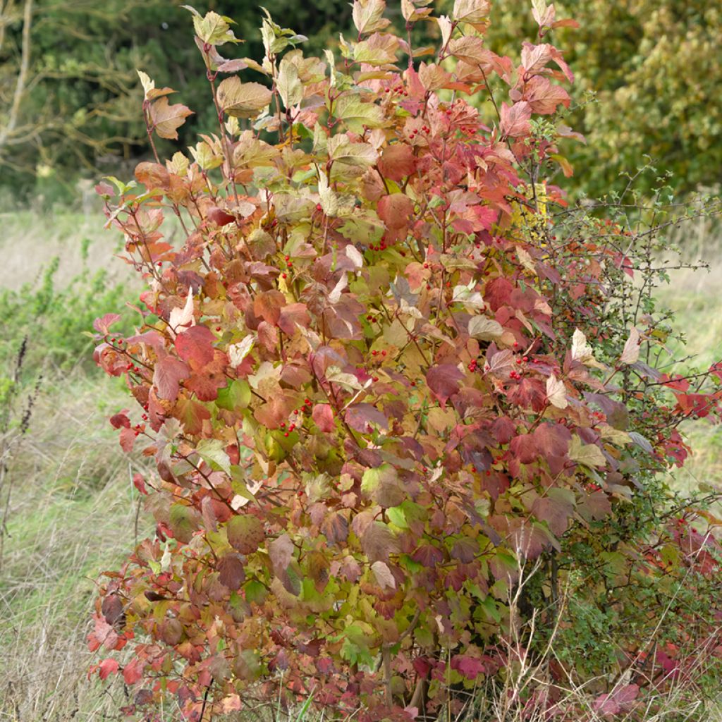 Mustamarjakanukka - Cornus sanguinea
