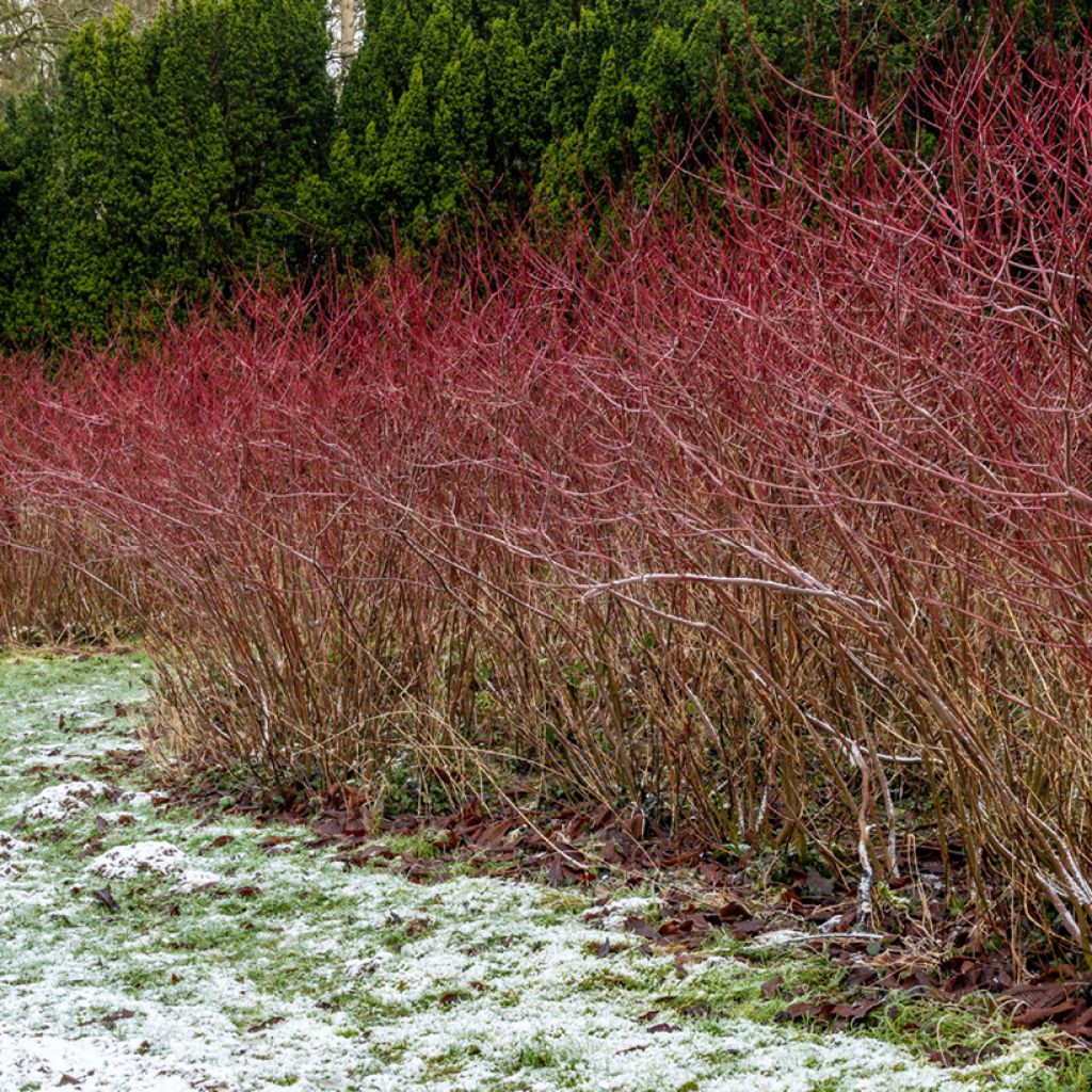 Mustamarjakanukka - Cornus sanguinea