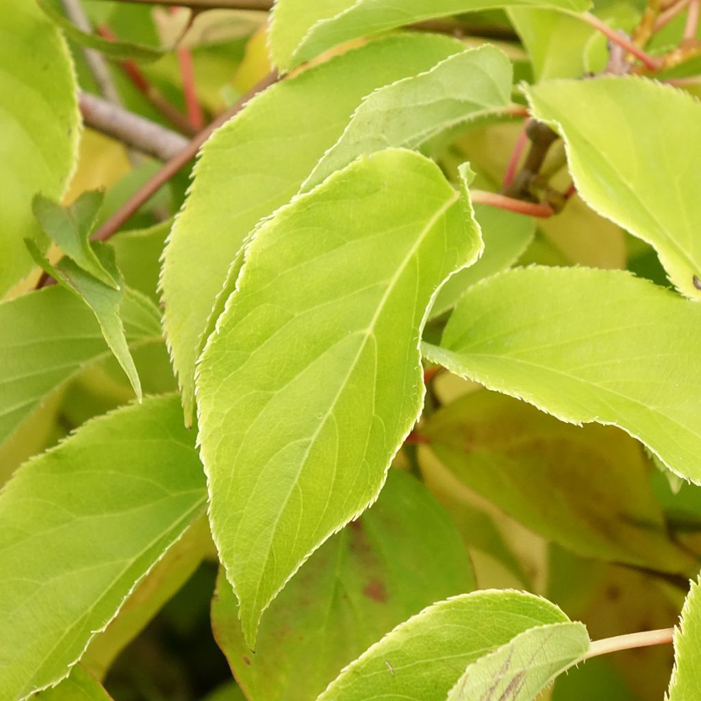 Mustamarjakanukka Magic Flame