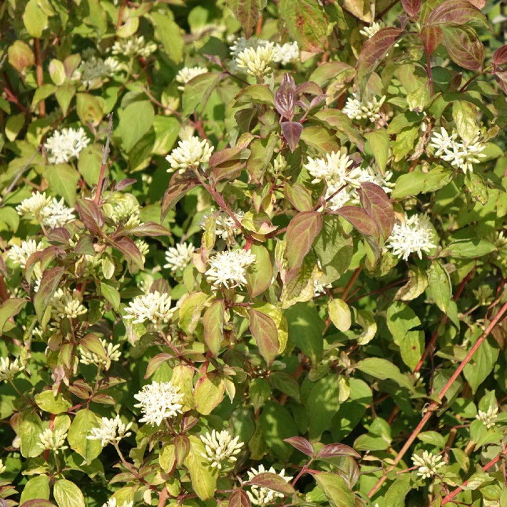 Mustamarjakanukka Mid Winter Fire