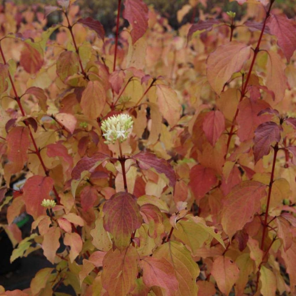 Mustamarjakanukka Winter Beauty