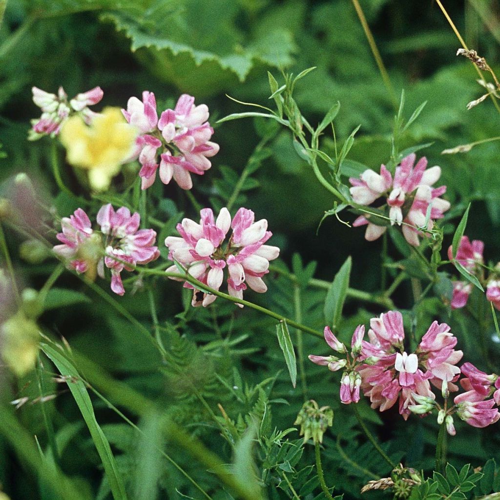 Nivelvirna - Coronilla varia