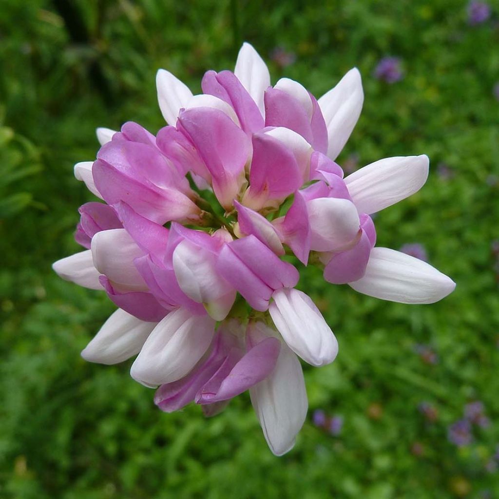 Nivelvirna - Coronilla varia