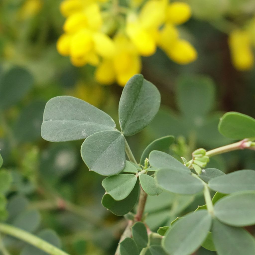 Nivelvirna Citrina
