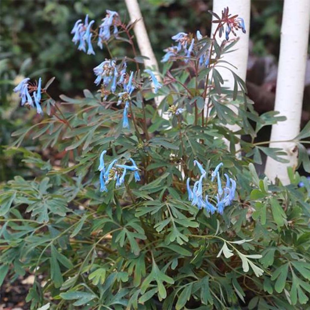 Safiirikiurunkannus Porcelain Blue