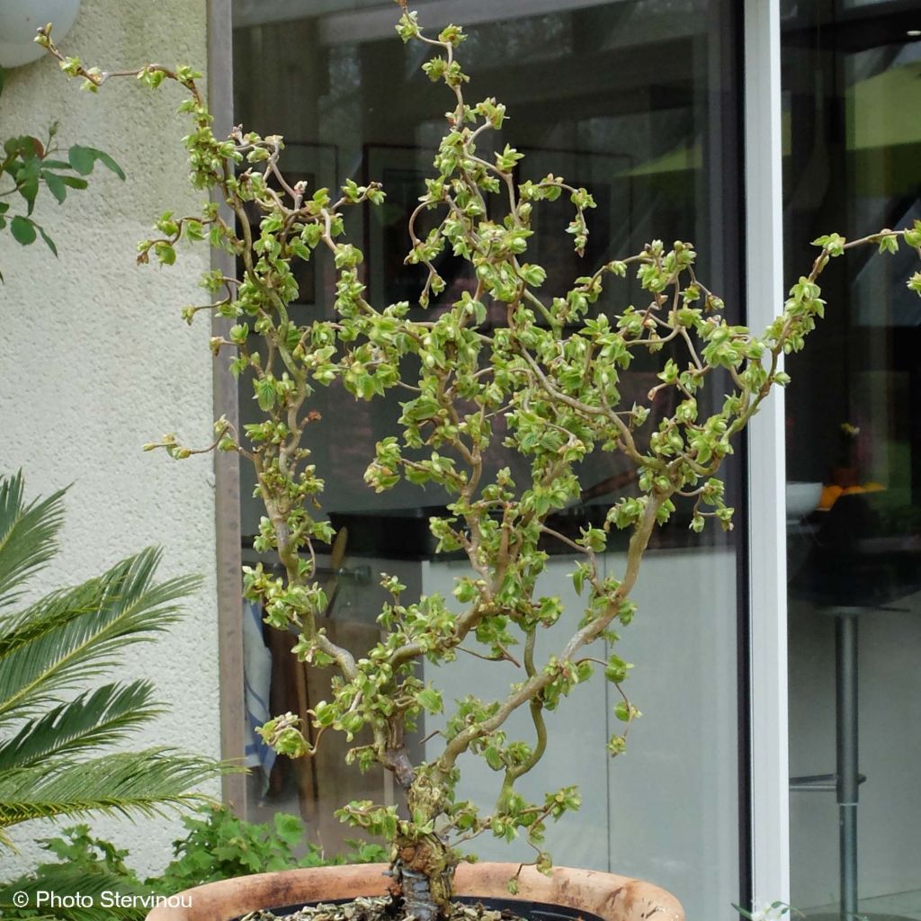 Pähkinäpensas Scooter