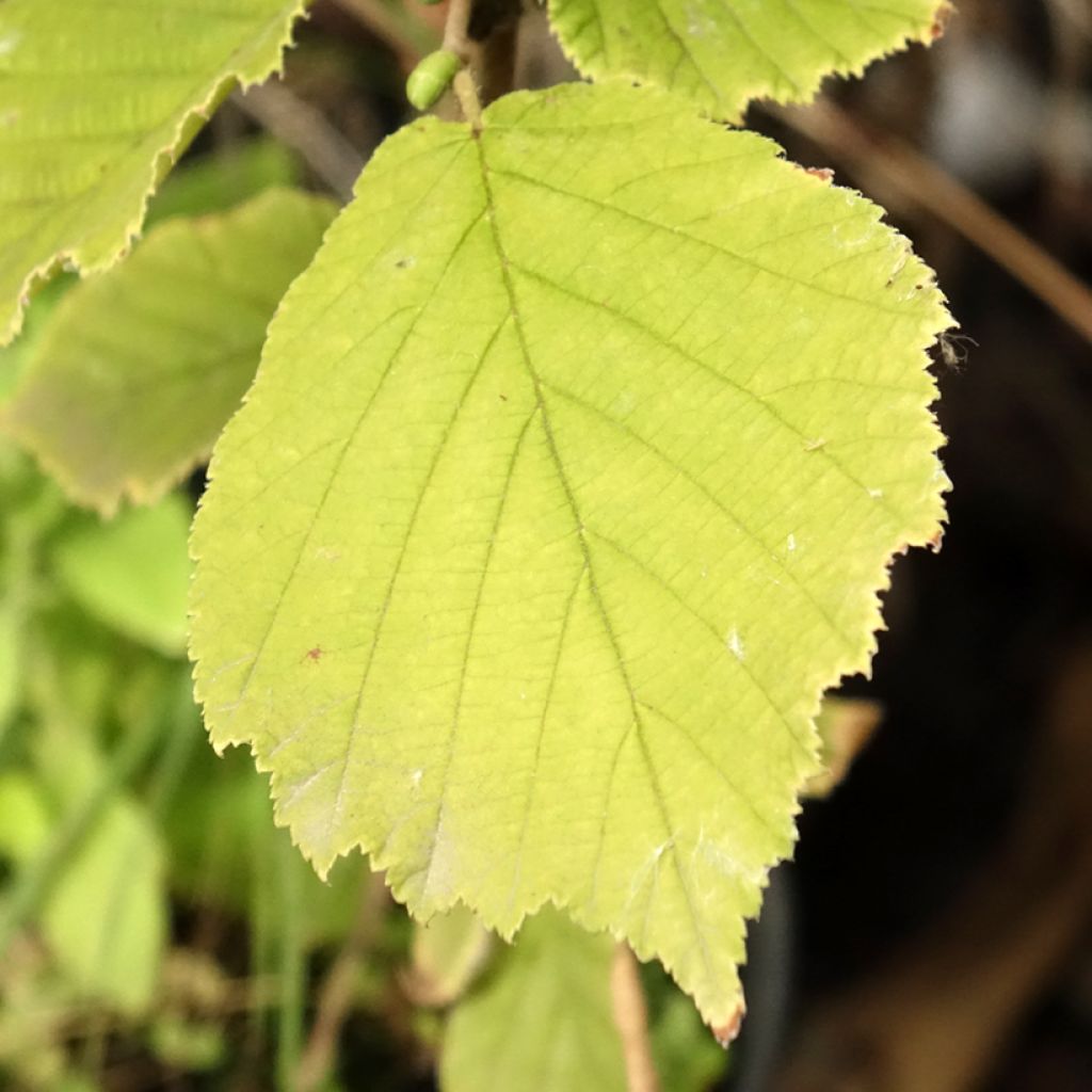 Japaninpähkinäpensas - Corylus sieboldiana