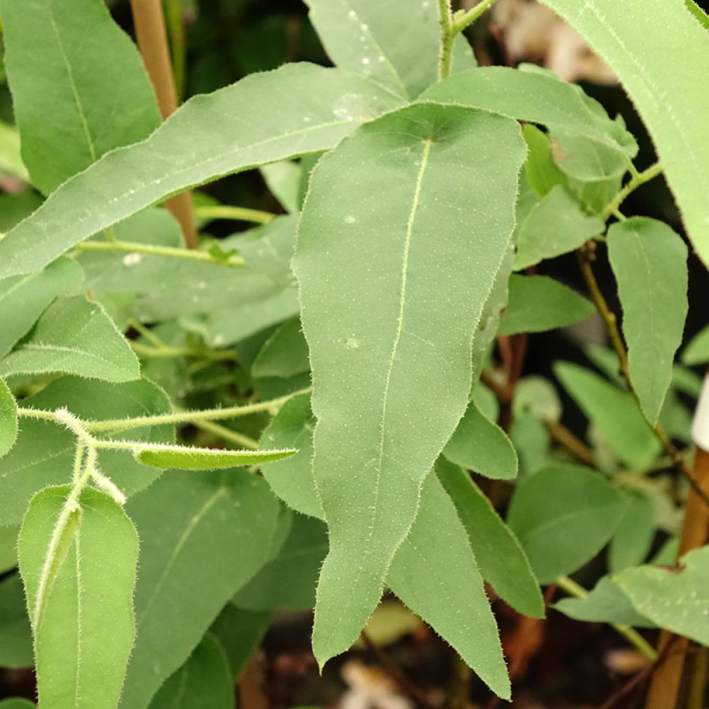Corymbia citriodora