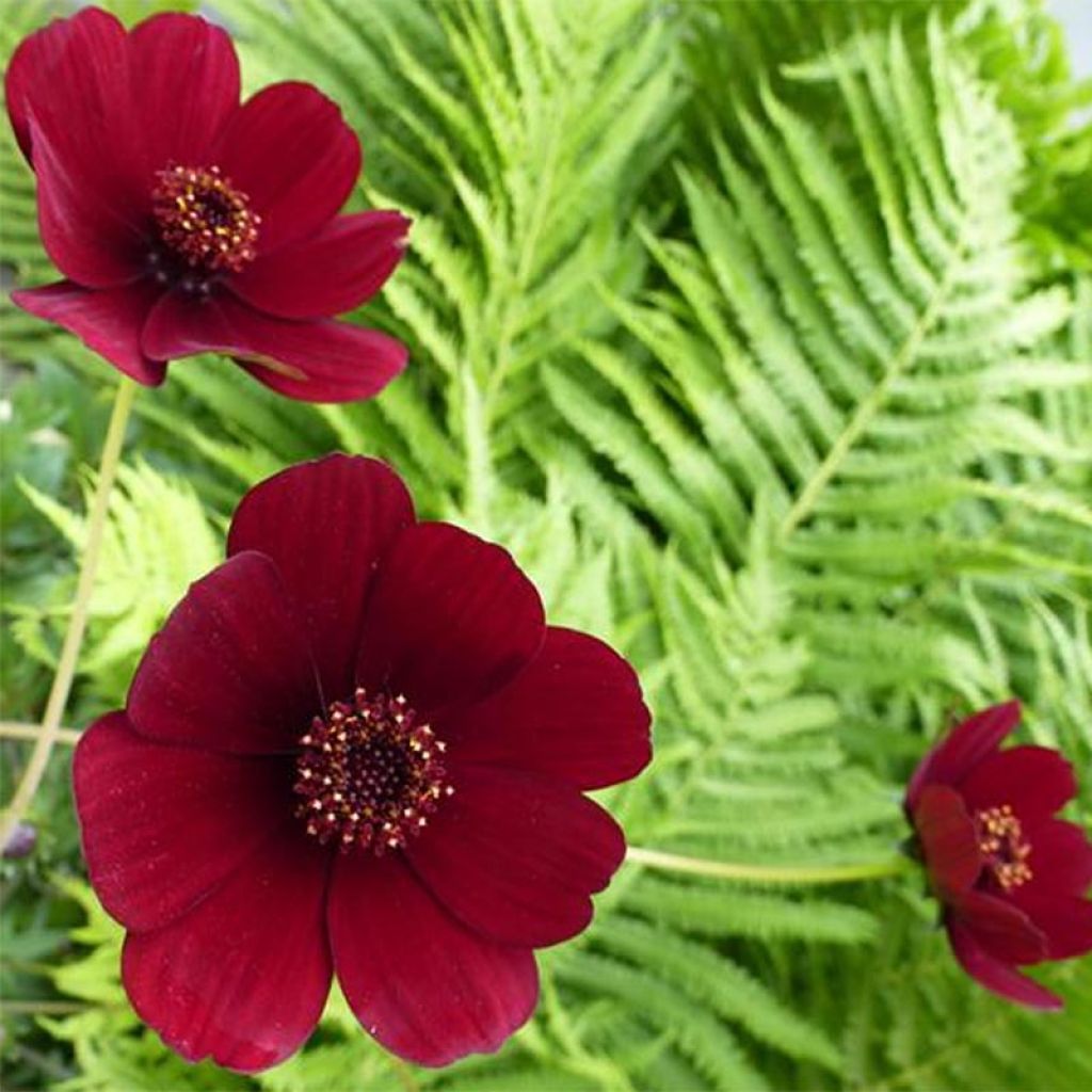 Suklaakosmos - Cosmos atrosanguineus