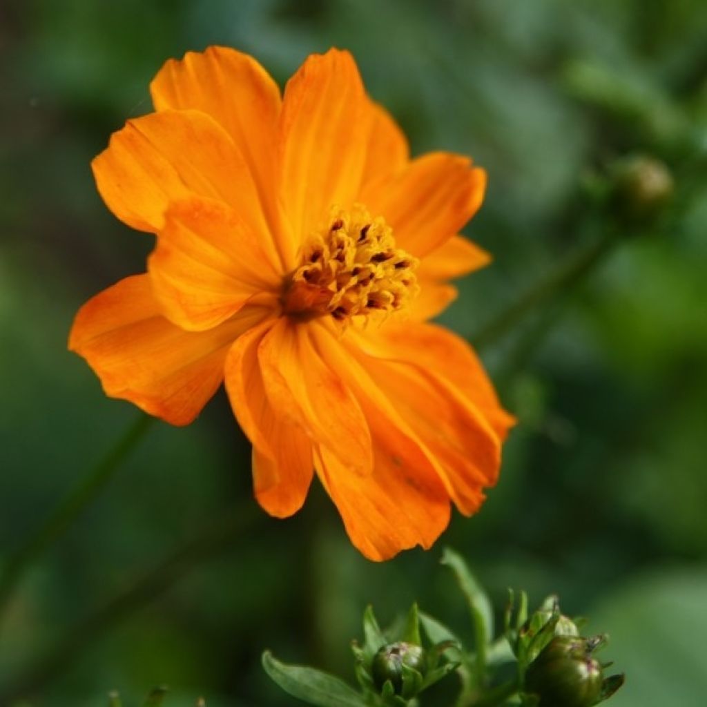 Keltakosmos Mandarin