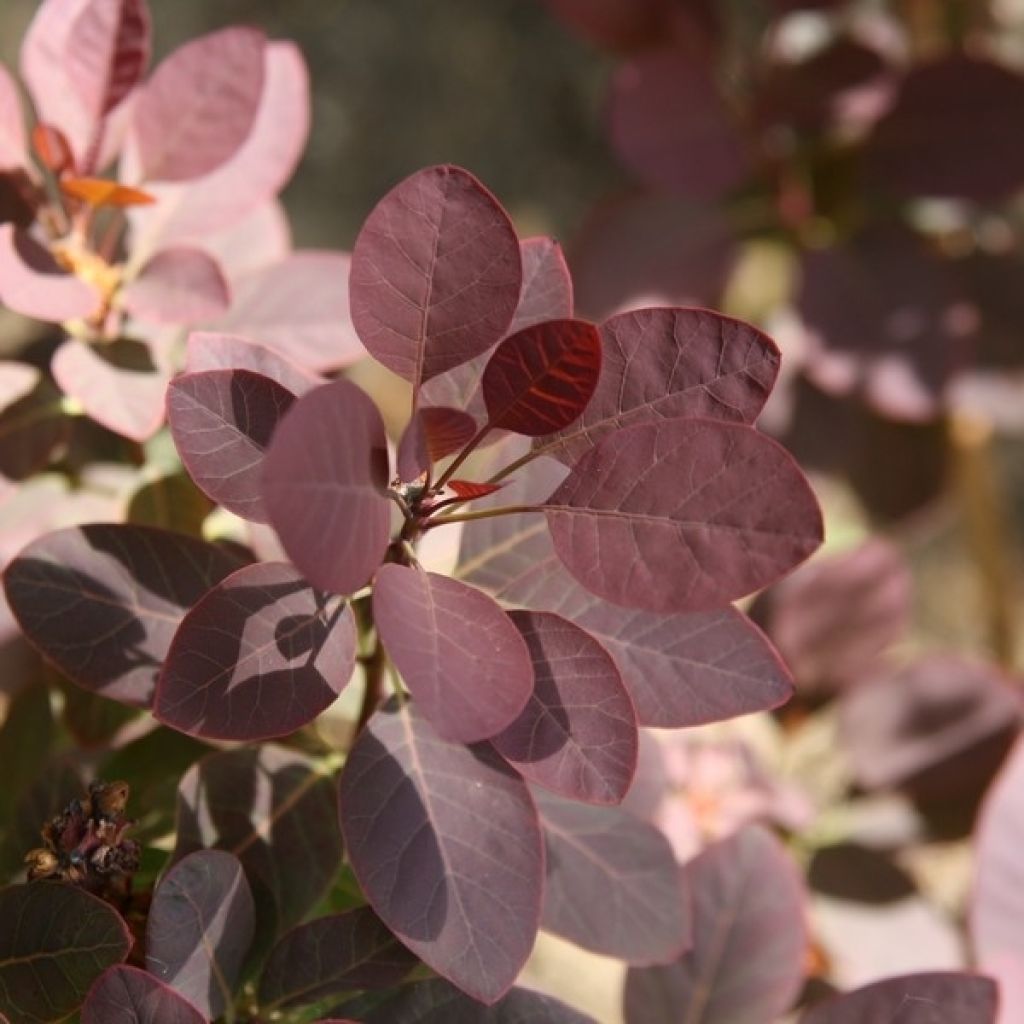 Peruukkipensas Royal Purple