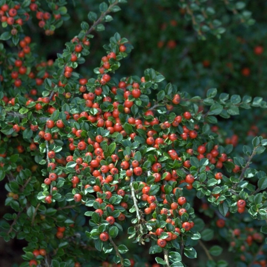 Sulkatuhkapensas - Cotoneaster horizontalis