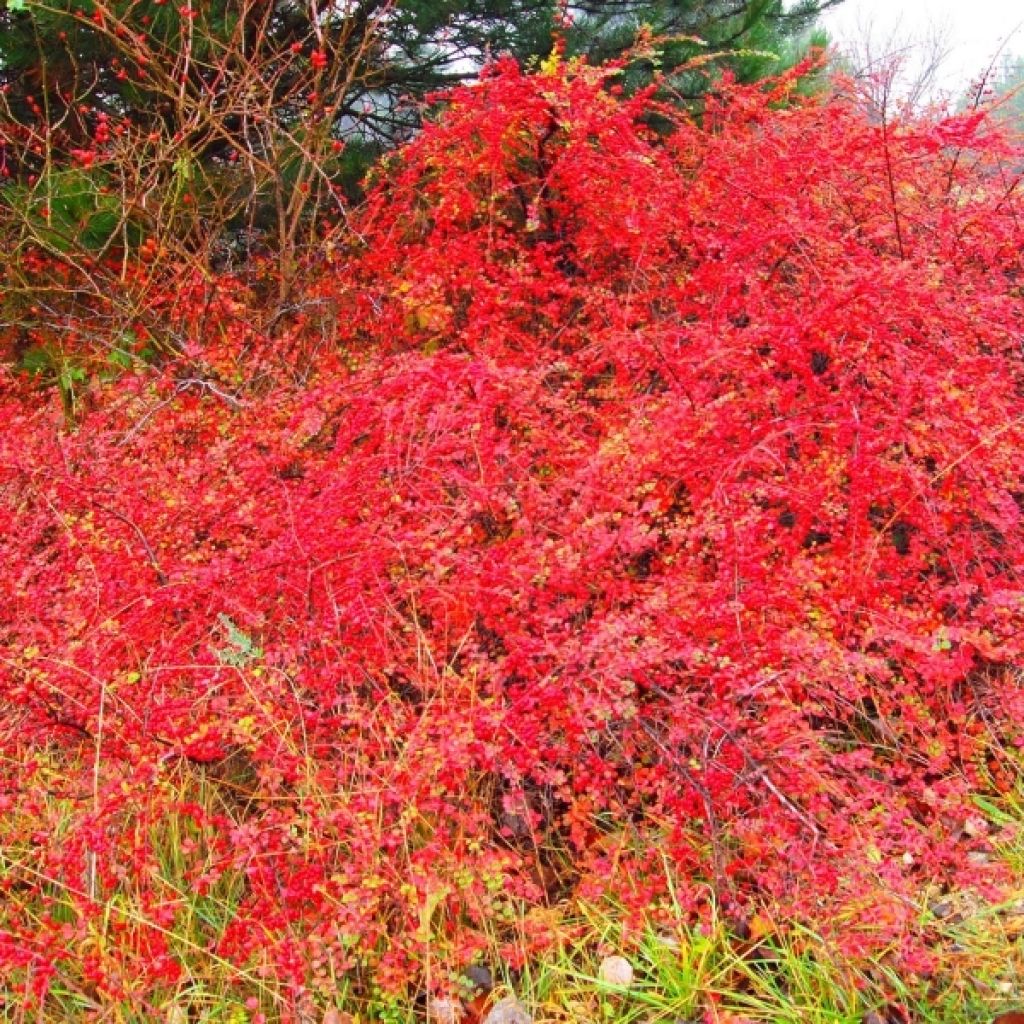 Sulkatuhkapensas - Cotoneaster horizontalis