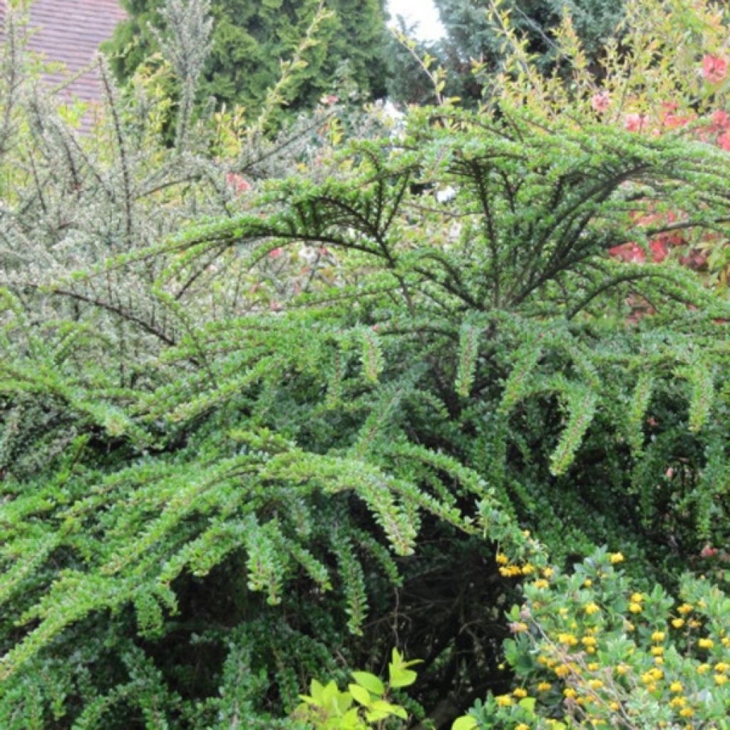 Sulkatuhkapensas - Cotoneaster horizontalis