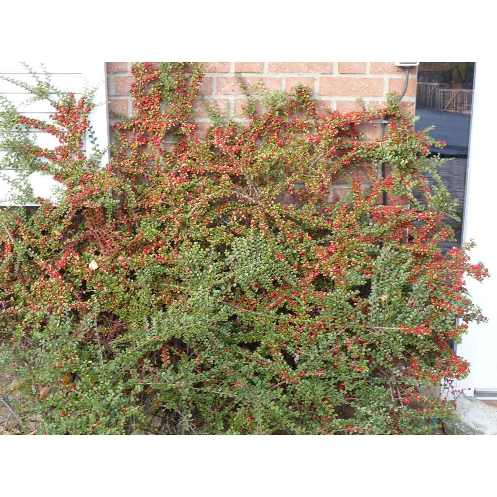 Sulkatuhkapensas - Cotoneaster horizontalis