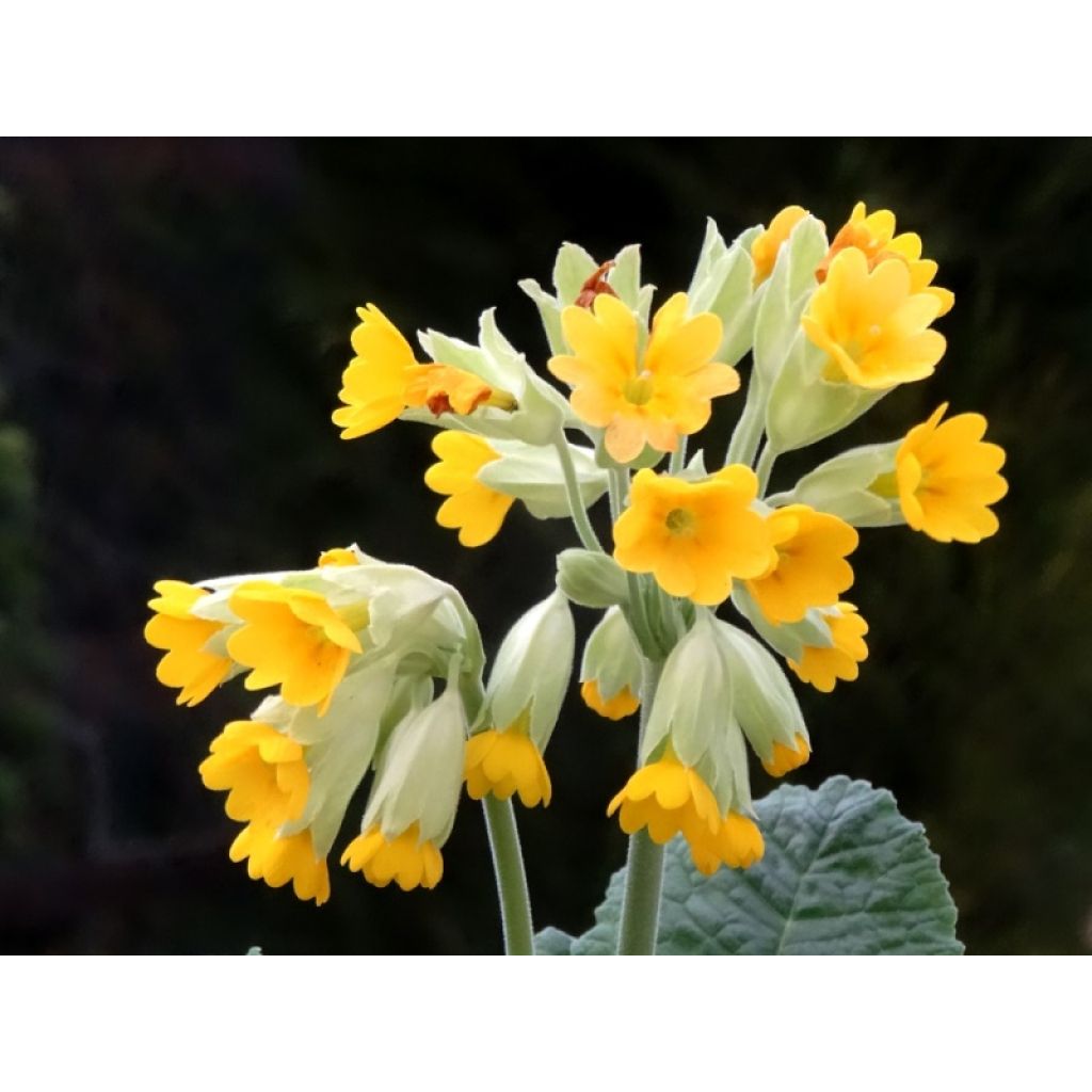 Kevätesikko - Primula veris