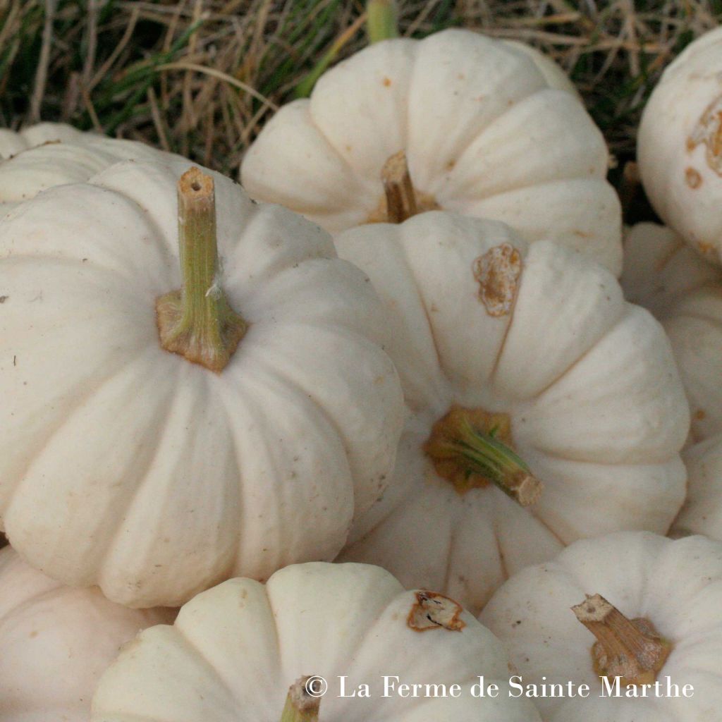 Courge Baby Boo Bio - Ferme de Sainte Marthe