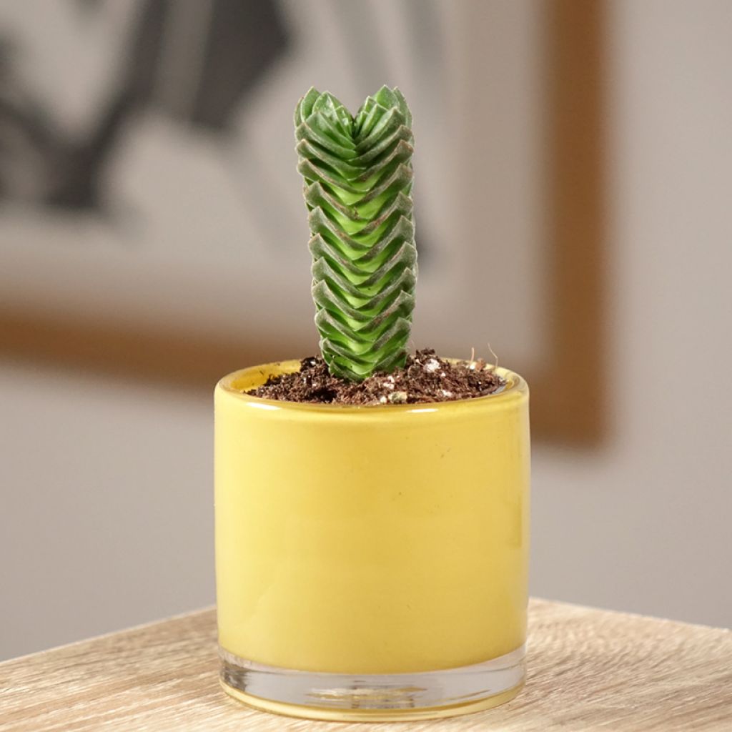 Pauniko Buddha's Temple