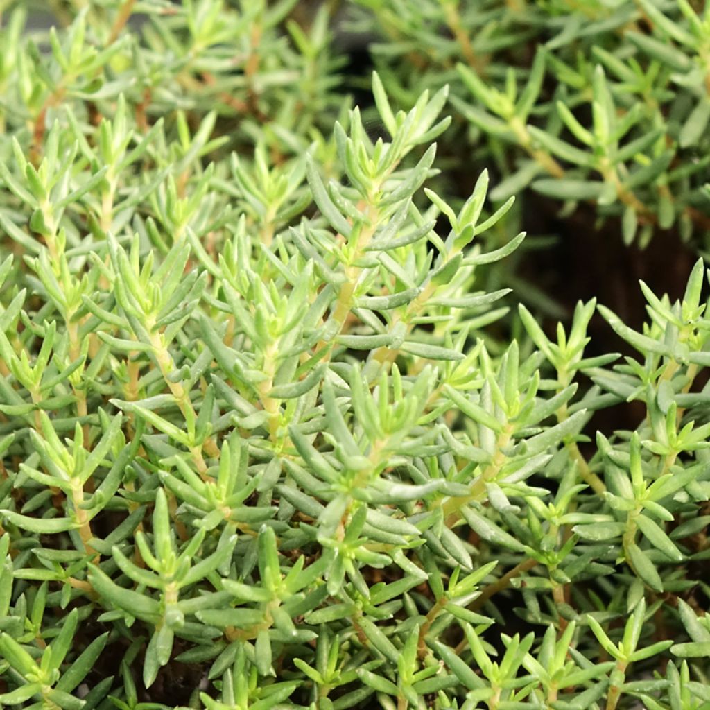 Pauniko - Crassula sarcocaulis