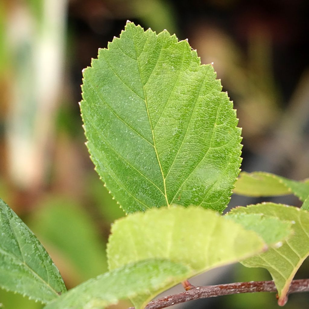 Loisto-orapihlaja - Crataegus crus-galli