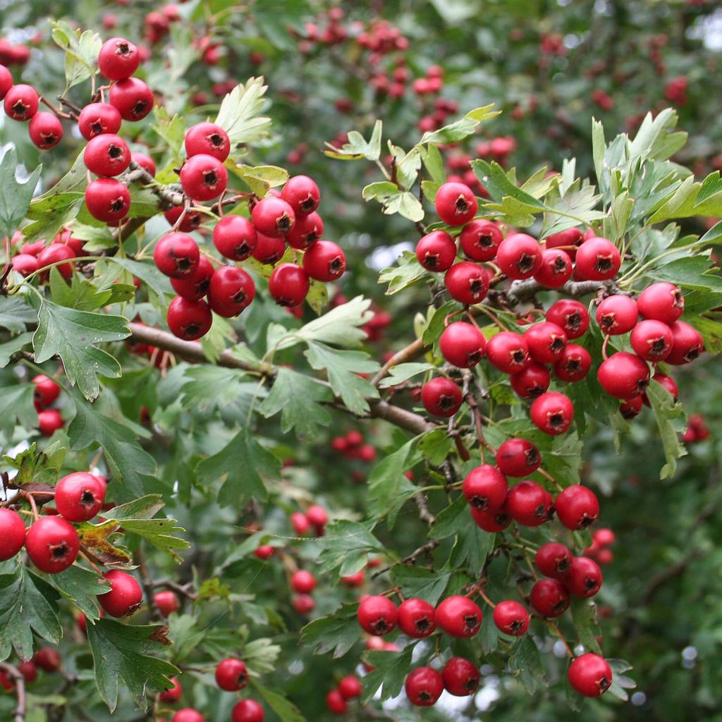 Tylppöorapihlaja - Crataegus monogyna